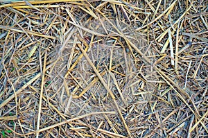 Closeup of Dry straw texture
