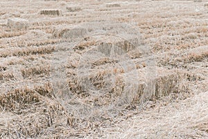 Dry straw haystack