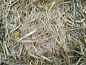 Dry straw texture background