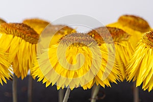 Dry strawflower xerochrysum bracteatum flower