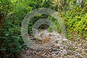 dry stream in a hot summer