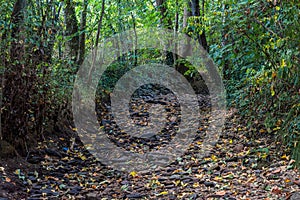 dry stream in a hot summer