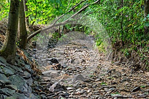 dry stream in a hot summer