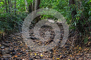 dry stream in a hot summer