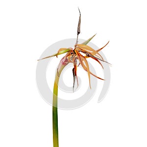 Dry strelitzia reginae flowers, Bird of paradise flower, Tropical flowers dried isolated on white background, with clipping path