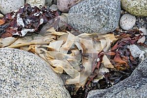 Dry strips of Laminaria digitata washed by the tides on the shores of Isle of Raasay, brown seaweed or kelp found in Scotland