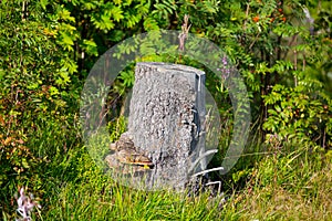 Dry stump in forest