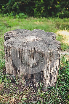 Dry stump of old tree on summer day