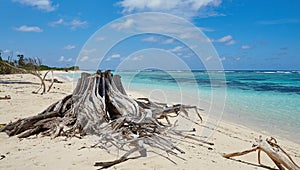 Dry stump on the shore