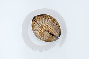 dry Suicide tree seed on white background