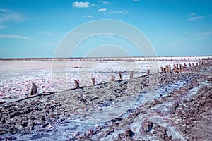 Dry in summer pink salty lake with path, hedged by weathered old wooden sticks