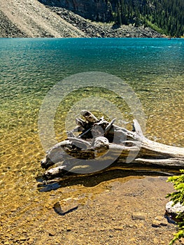 dry sun-bleached brach on shore of Lake Louise