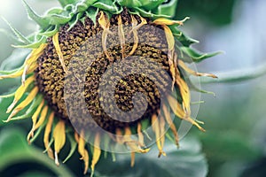 Dry sunflower with sun flare in a field, close up