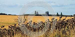 Dry sunflowers on the edge of the field