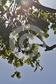 Dry Sunny Leaves and Trees Against Blue Sky on Field of Polesye Natural Resort in Belarus