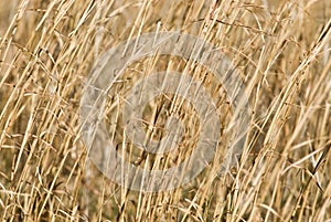 Dry Switch Grass Background