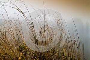 Dry tall grass in the field