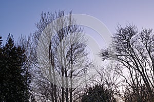 Dry tall trees outdoors in nature with a blue sky background. Beautiful landscape of branches during sunset on a summer