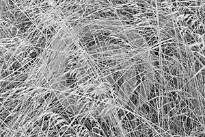Dry tangled grass on a dark background. Abstract background, black and white image.