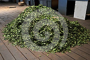Dry tea leaves