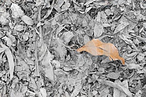 Dry teak leaves fallen on the ground.