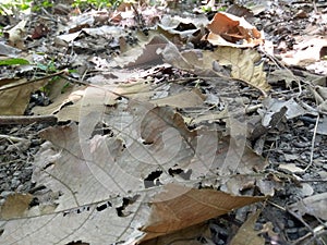 Dry teak leaves fell strewn on the ground photo