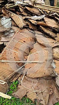 Dry Teak leaves for thatching in northetn Thailand