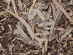 Dry Textured Australian Bush Floor.