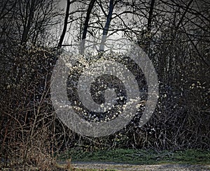 dry thicket by twiner plants under trees