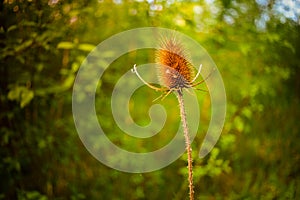 Dry thistle