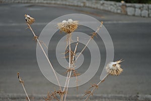 Dry thistle in August. Carduus,  thistle, is a genus of flowering plants in the aster family, Asteraceae, and the tribe Cynareae.