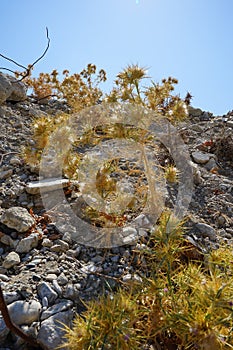 Dry thistle in August. Carduus,  thistle, is a genus of flowering plants in the aster family, Asteraceae, and the tribe Cynareae.