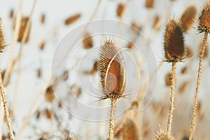 Dry thistle at the autumn. Thistle is a flowering plant in the family Asteraceae