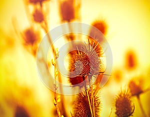 Dry thistle - burdock