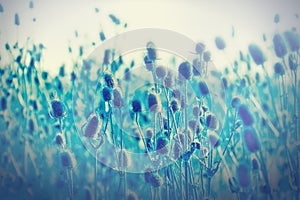 Dry thistle - burdock