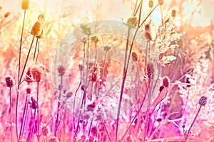 Dry thistle - burdock