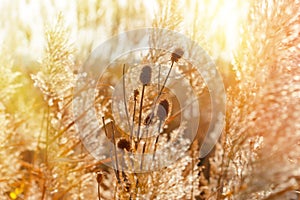 Dry thistle - burdock in meadow