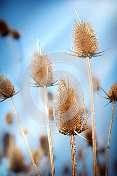 Dry thistle and clear blue sky