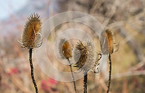 Dry thistle in the field defies the autumn and the coming winter