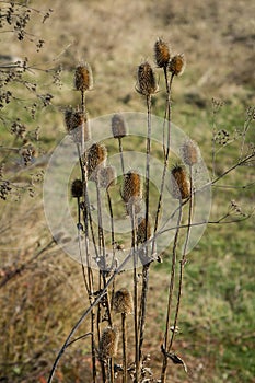 Dry thistle in the field defies the autumn and the coming winter