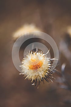 Dry thistle flower