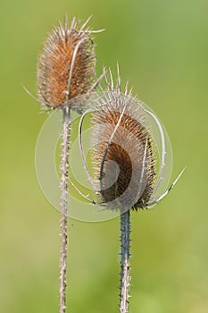 Dry thistle