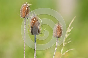 Dry thistle