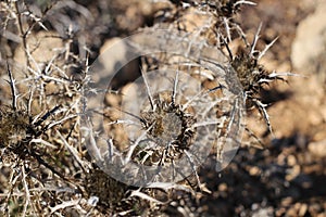 Dry thistle plant under the sun in the mountain