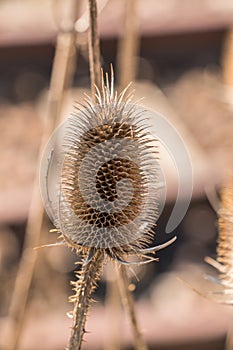 Dry thistle