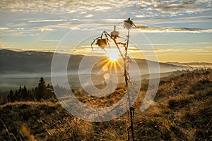 Dry thistle in sunset, Helpa, Slovakia