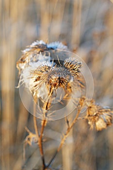 Dry thistles illuminated by the sun in the autumn