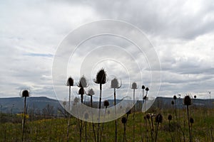 Dry thistles on a very cloudy background