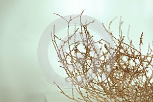 Dry thorn isolated on white background