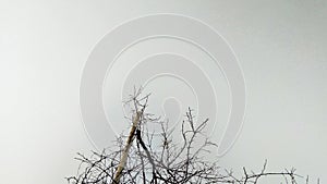 Dry Thorn tree and sky or dry branches, dry Berry plant